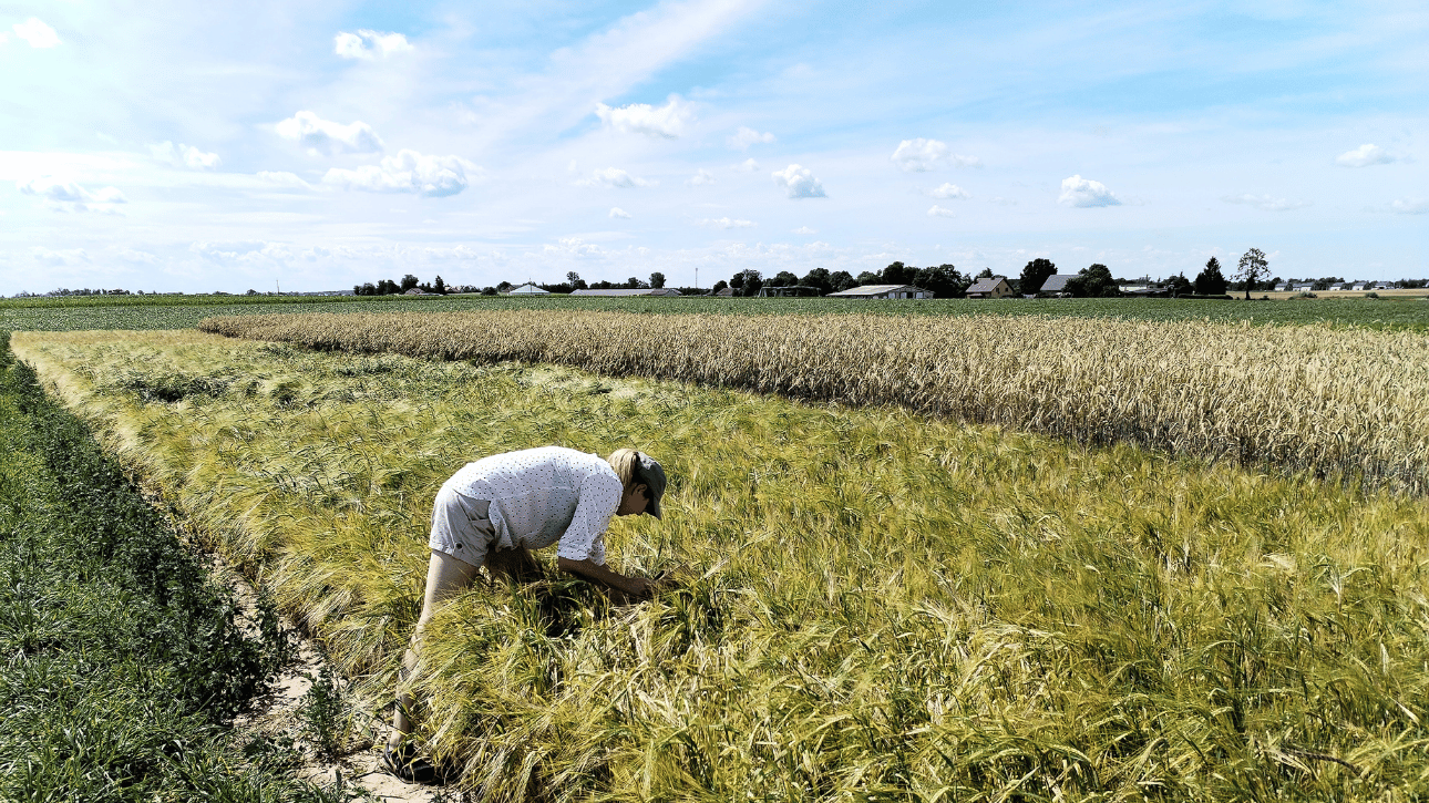 Ocena zachwaszczenia łanu